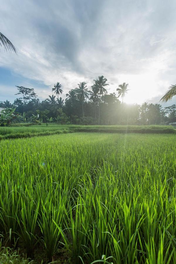 Ubud Luwih Nature Retreat Esterno foto